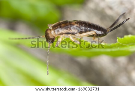 Earwig sitting on leaf, macro photo