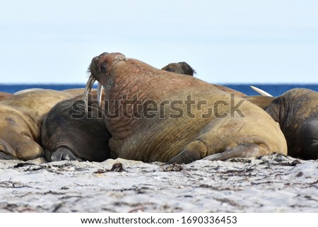 Walrus in Svalbard, Norwegian territory