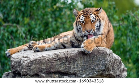 A tiger lies on a stone in a park.