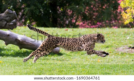 Big and fast cheetah is running.