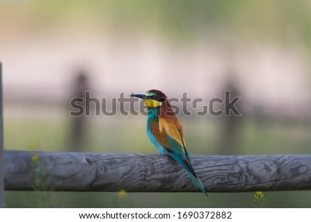 Bee-eater perched on a log