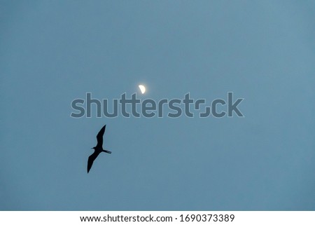 Bird, blue sky and moon.