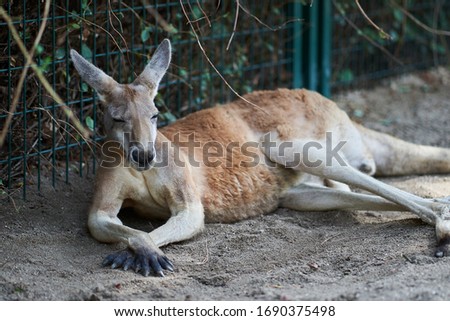 Kangaroo lying down in the sand falling asleep