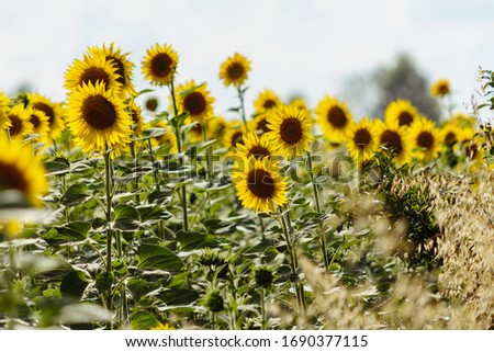Field of sunflowers on a background of green grass