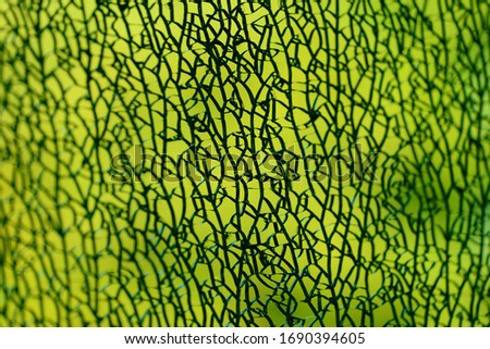 A cracked, heavy duty door glass shows beautiful detail and texture through colorful backgrounds.  With red, green and aquamarine backgrounds, the damaged window turns into an abstract creation of art