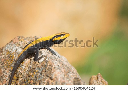Agama Lizard , Mysore Outskirts, Karnataka