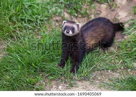 Polecat or Ferret in England Royalty-Free Stock Photo #1690405069