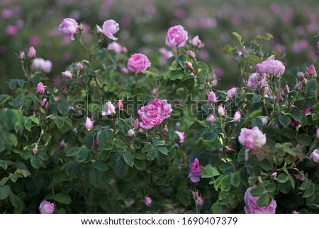 Beautiful Bulgarian Damask Roses in the Valley of Roses in Bulgaria,detail