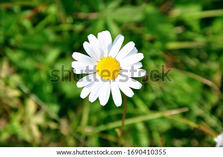 Camomile on a green background 
