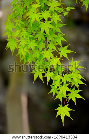Fresh spring background. Maple branch. Green foliage of Japanese maple in a stone garden. Natural background of maple leaves and rocks in the sun rays.