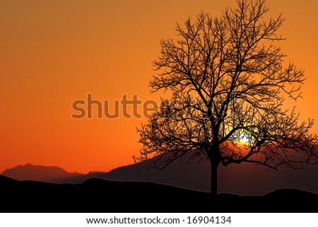 Tree standing silhouetted against to the morning sunrise