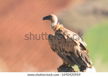 Griffon Vulture perched on a log in a manure