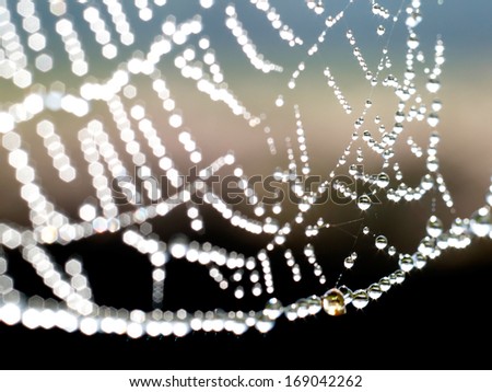 dew on spiderweb in Thailand