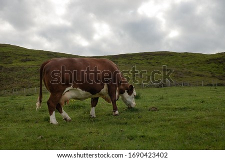 Brown Cow Eating Grass on Hills in Wales