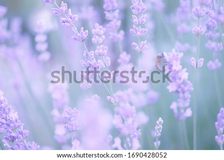 Meadow with lavender and bee unsharp