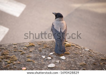 crow isolated over a low wall