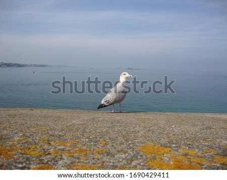 Pictured bird on the background of the sea.