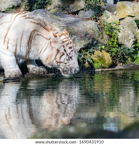 Bengal tiger drinking in the pond, beautiful wild animal
