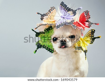 chihuahua dog with butterflies close up picture