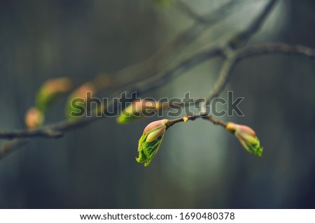 
Buds on the trees. Spring awakening. Macro nature. Royalty-Free Stock Photo #1690480378