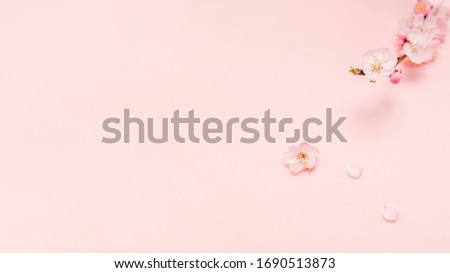 Spring border background with beautiful pink flowering branch. Pastel pink background, bloom delicate flowers. Beautiful fresh cherry blossom branch on pink background Сакура cherry Japan Sakura