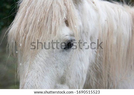 Close up pictures of a white horse in the rain