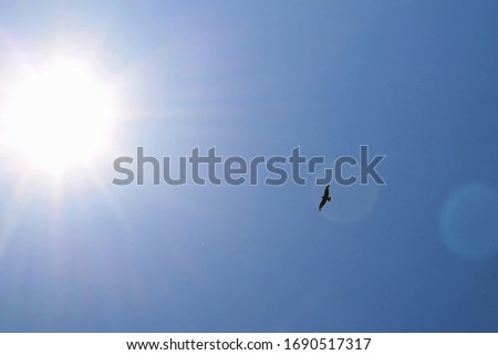 Wild bird flies on a cloudless sky in sunny weather