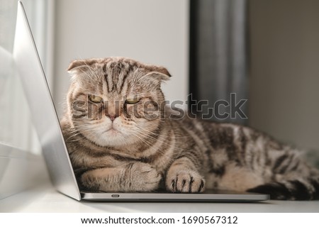 Dissatisfied cat Scottish Fold from lack of attention lay down on the ultrabook and prevents the owner from working with a laptop