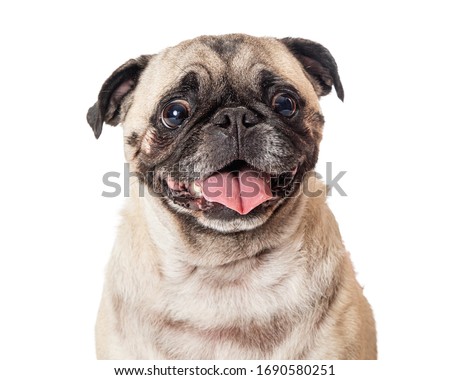 Head and shoulder studio shot of a curious, attentive pug panting with tongue out against white background Royalty-Free Stock Photo #1690580251