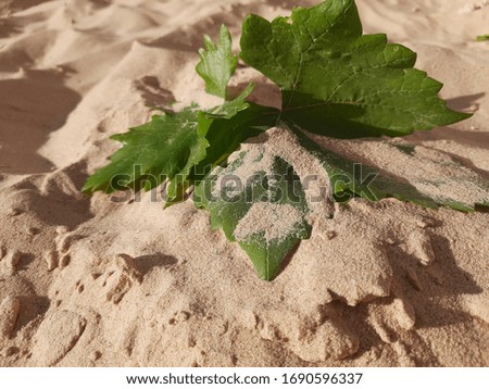 Parts of tree in sands after the winds (sandstorm) 