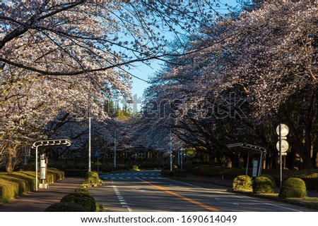 Cherry blossom trees in Japan during Sakura Season