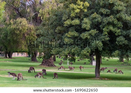 Large group of kangaroos in the afternoon eating grass under the shade of trees. Species: western grey kangaroo. Yanchep national park, Western Australia, Australia