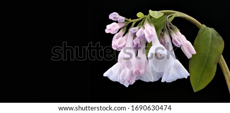 Virginia Bluebells, Mertensia virginica. Formerly common throughout the bottomlands of the Mid-Atlantic region, Can word on black background beside elegant flower and plant arrangement