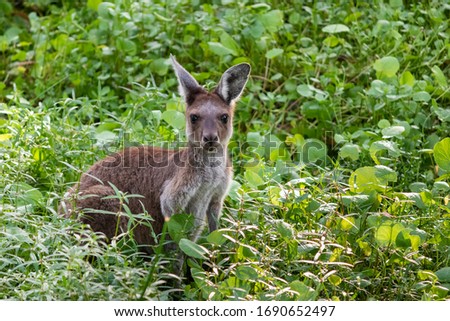 Portrait of a western grey kangaroo in the wild looking at the camera. Editing space on the right side. Yanchep Australia's national park, Western Australia WA, Australia.