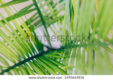 close-up of tropical palm tree leaf outdoor in sunny backyard shot at shallow depth of field
