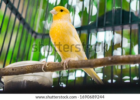the yellow bird is waiting for food