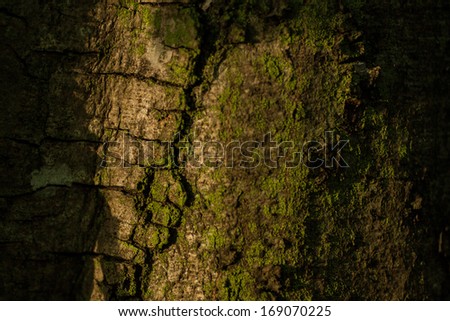 Detailed tree bark with moss - natural background Royalty-Free Stock Photo #169070225