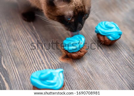 home photo of a cat eating homemade cupcakes on a wooden table