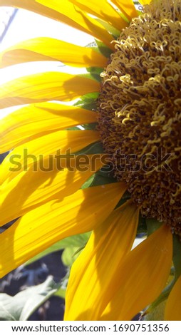 close up picture of sunflower petals under the sunlight. cute yellow colors