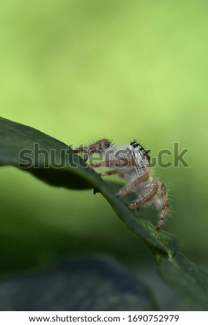 a picture of a jumping spider on a plant branch