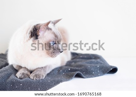 White beautiful cat with dark muzzle, as Thai breed with blue eyes lies on a cozy gray plaid.