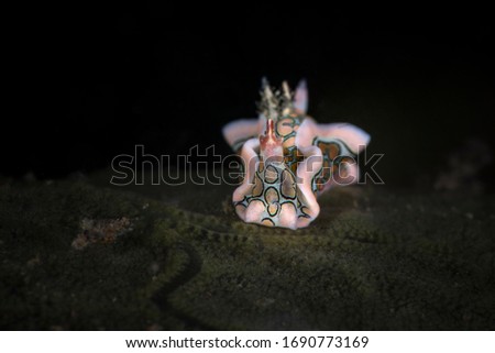 Psychedelic batwing slug (Sagaminopteron psychedelicum)
size 5 mm.  Underwater macro photography from Tulamben, Bali,  Indonesia