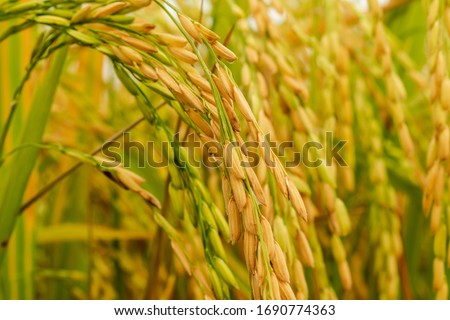 Close-up to thai rice seeds in ear of paddy.Beautiful golden rice field and ear of rice.