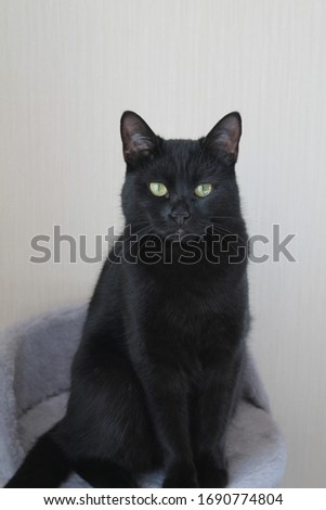 portrait of a black cat with green eyes
