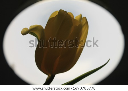 yellow tulip in a round lamp