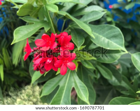 Red yellow flower background image