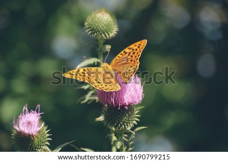 Bright macro of beautiful big butterfly with tiger wings on violet flower 