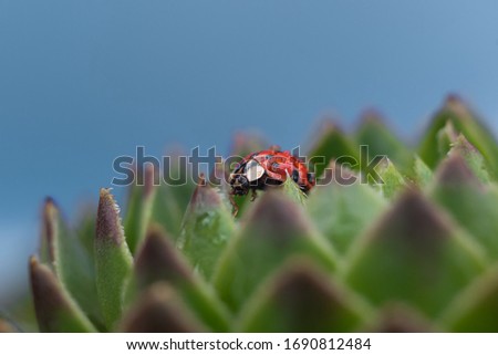 Red ladybug on a green spiky plant Saxifraga. Little ladybirds are covered with dew drops. Sunny summer morning. Cute and beautiful macro for wallpaper or photo picture.
