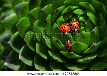 Family of red ladybugs on a green spiky plant. Mom, dad and kid little ladybirds are covered with dew drops. The baby reaches for the parent. Cute and beautiful macro for wallpaper or photo picture.