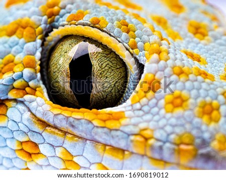 Close up Gecko Header. Eye gecko isolated white background Royalty-Free Stock Photo #1690819012